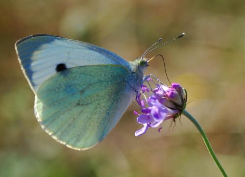 Pieris brassicae