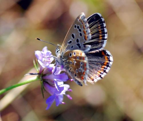 Réf. 78 221 : Polyommatus bellargus
