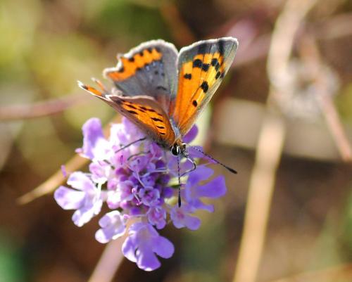 Lycaena phlaeas