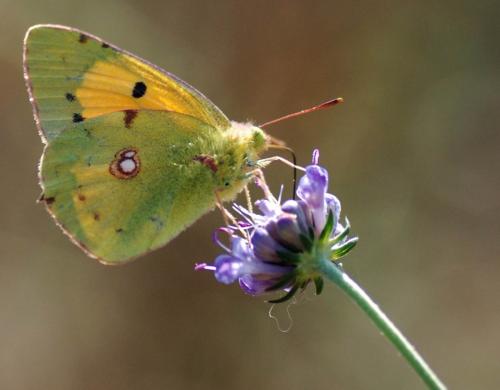 Colias croceus