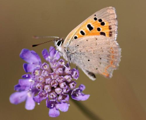 Lycaena phlaeas