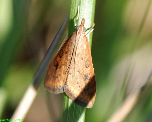 Udea ferrugalis