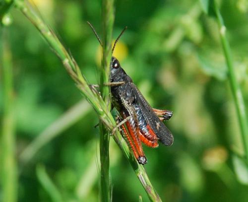Réf. 78 434 : Omocestus rufipes