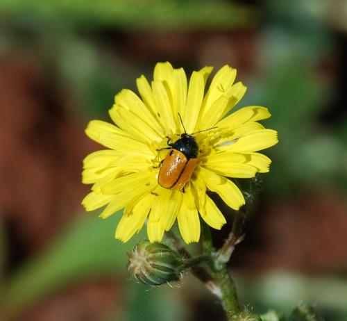 Réf. 78 433 : Cryptocephalus rugicollis