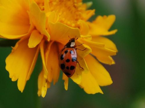 Harmonia axyridis