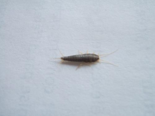Lepisma saccharina