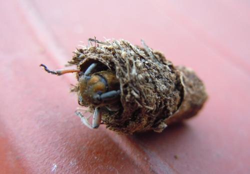 Réf. 78 518 : Musaria cephalotes