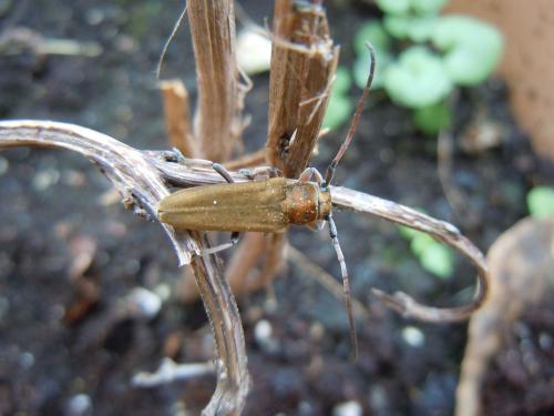 Réf. 78 519 : Musaria cephalotes