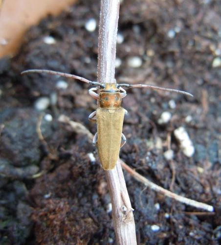 Réf. 78 520 : Musaria cephalotes