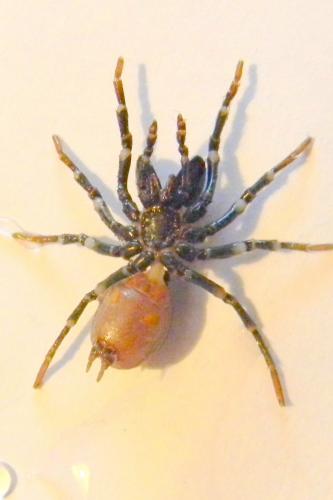 Atypus sp.