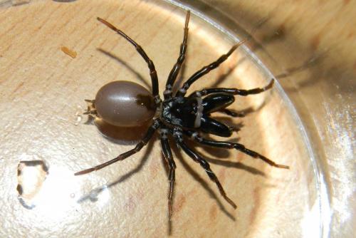 Atypus sp.