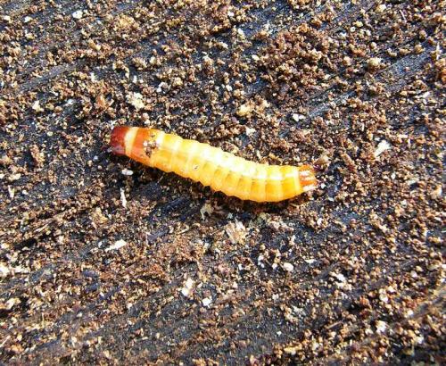 Crepidophorus mutilatus