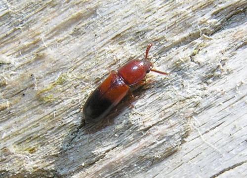 Corticeus bicoloroides