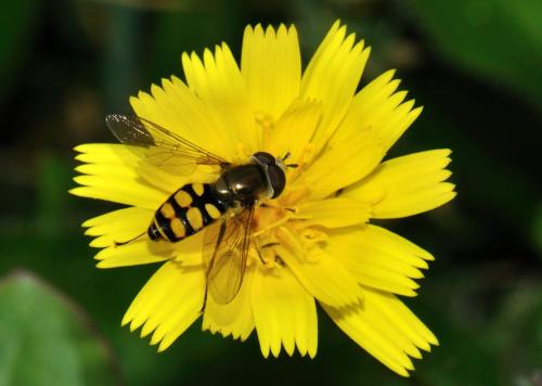 Eupeodes corollae