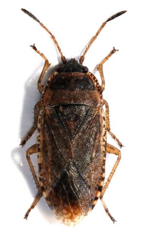 Emblethis denticollis