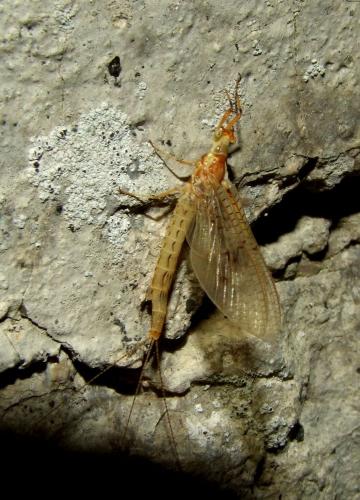 Ephemera glaucops
