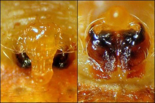 Araneus pallidus