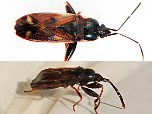 Réf. 78 428 : Eremocoris sp.