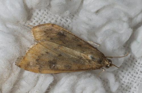 Réf. 78 207 : Udea ferrugalis