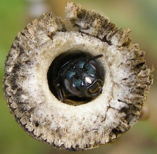 Réf. 78 112 : Ceratina chalcites