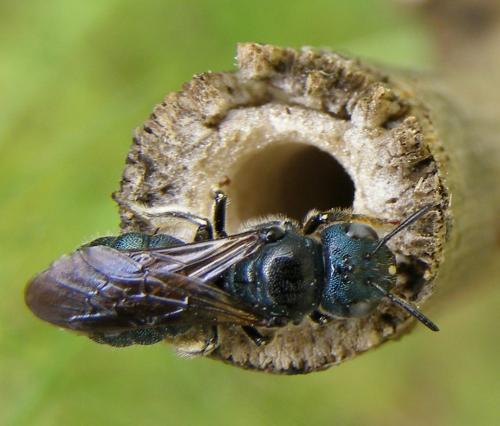 Réf. 78 113 : Ceratina chalcites