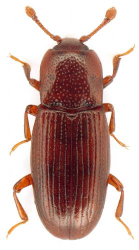 Cerylon ferrugineum