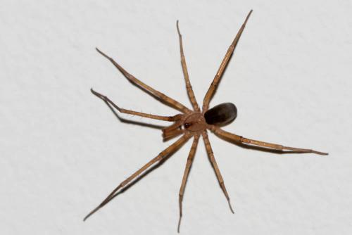Filistata insidiatrix