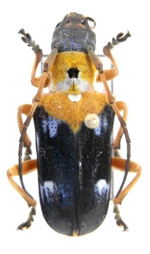 Glenida cyaneofasciata