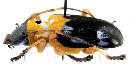 Glenida cyaneofasciata