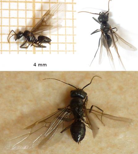 Lasius sp.