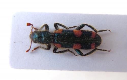 Réf. 78 805 : Trichodes graecus