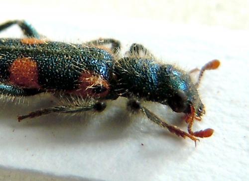 Trichodes graecus