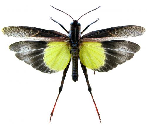 Réf. 78 048 : Gastrimargus africanus