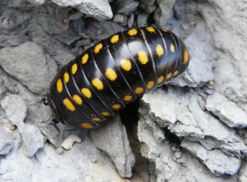 Glomeris guttata