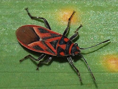 Graptostethus servus