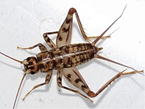 Gryllomorpha dalmatina dalmatina
