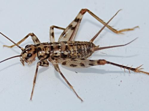 Gryllomorpha dalmatina dalmatina