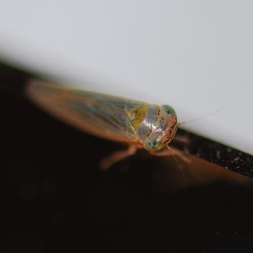 Grypotes puncticollis