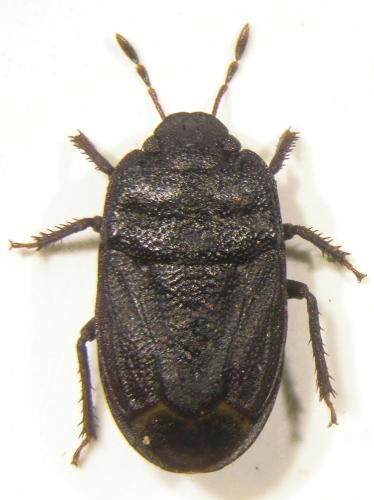 Réf. 78 673 : Ochetostethus pygmaeus