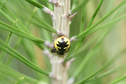 Réf. 78 390 : Synema globosum