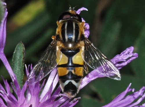 Helophilus trivittatus