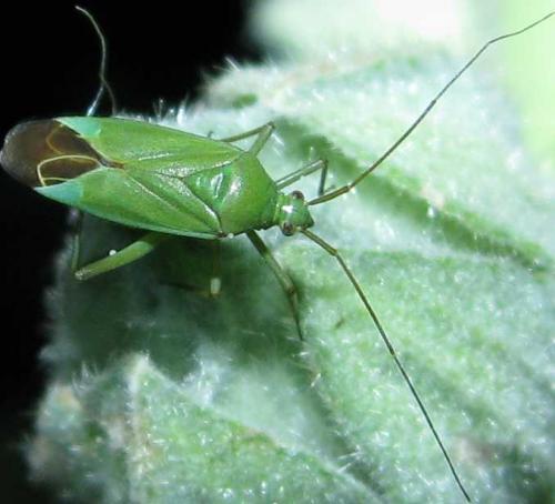 Réf. 78 480 : Calocoris affinis
