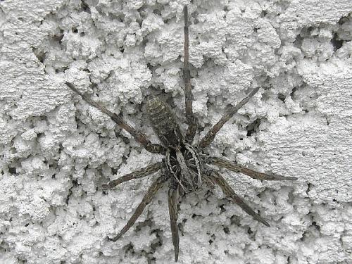 Hogna radiata