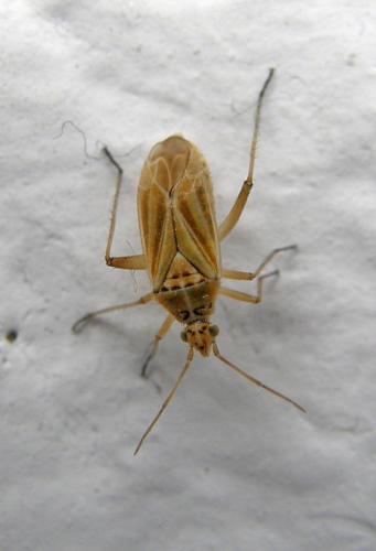 Réf. 78 822 : Oncotylus bolivari