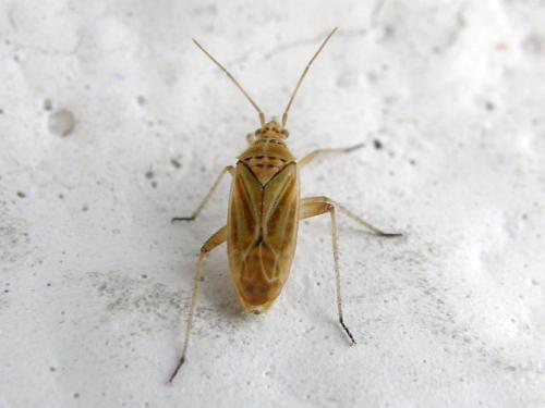 Réf. 78 823 : Oncotylus bolivari