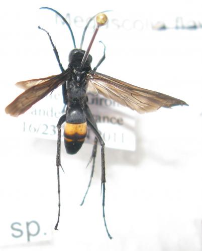 Anoplius samariensis
