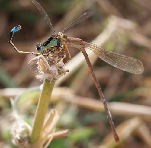 Ceriagrion glabrum