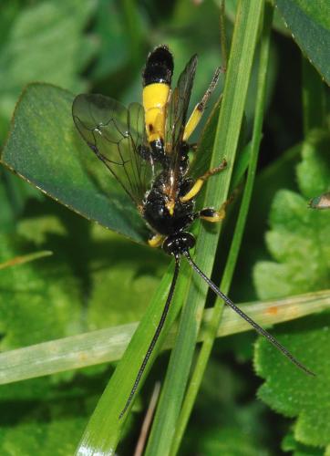 Colpotrochia cincta