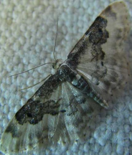 Idaea rusticata