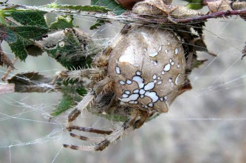 Réf. 78 267 : Araneus pallidus